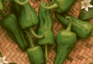 Pimiento Padrón