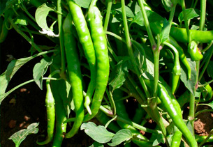 Pimiento Guindilla Pequeña Amarilla Guindilla Vasca