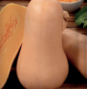 62e7aa1c5d04d_calabaza anquito -butternut -babyplant