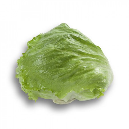 Lechuga Albanas RZ