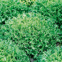 62e8bfaf41601_200x200-lechuga-y-escarola-jolie-1