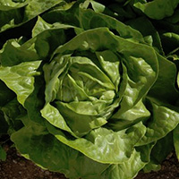 62e8f4cd63fea_200x200-lechuga-y-escarola-pelikan