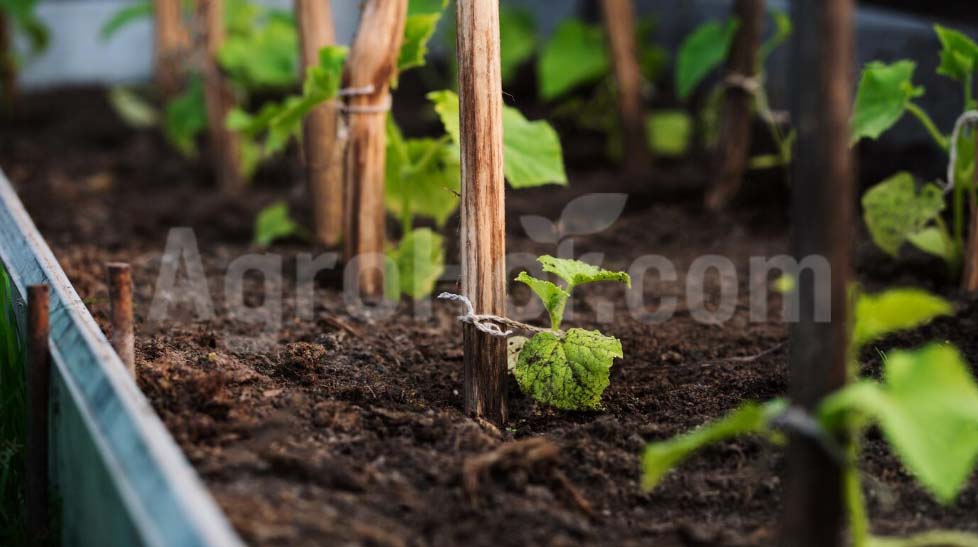 DIY tip: Paint the inside of greenhouses in the summer heat.