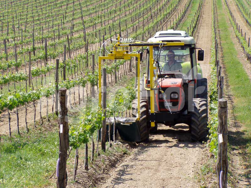 This year's harvest has begun with the picking of the Csabagyöngye.