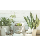 Miniatură Monitor inteligent pentru plante Xiaomi – solutie precisa pentru umiditate, lumina si nutrienti - imaginea 3