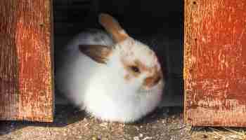 Can the Bauscat Rabbit Breed Save the Rabbit Population ...