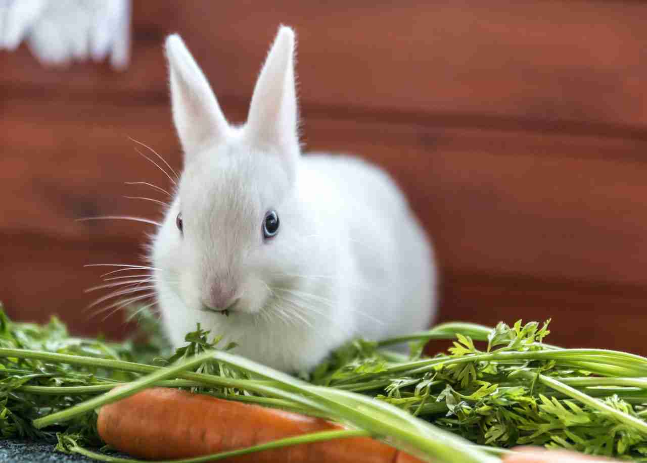 What Should You Do If Your Domestic Rabbit Escapes? - BackyardBunnyNews