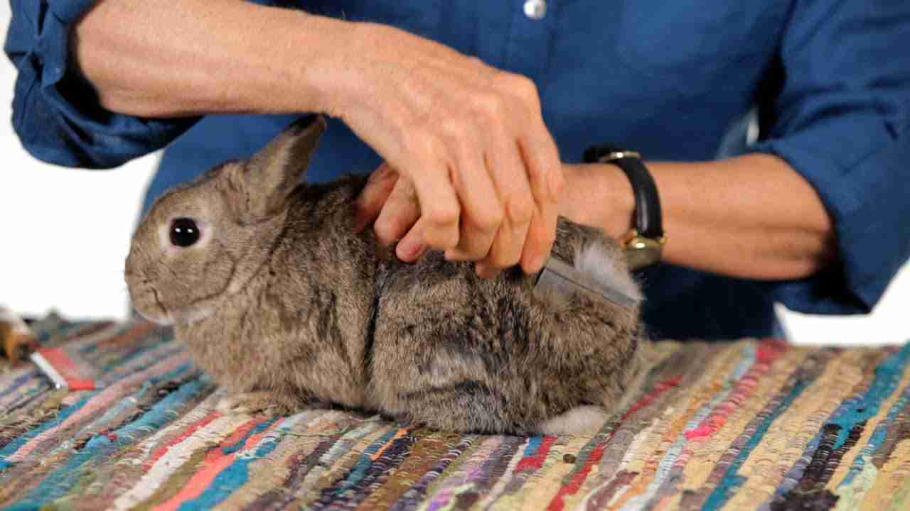 Can Giant Rabbits From Spain Take Over The World? - BackyardBunnyNews