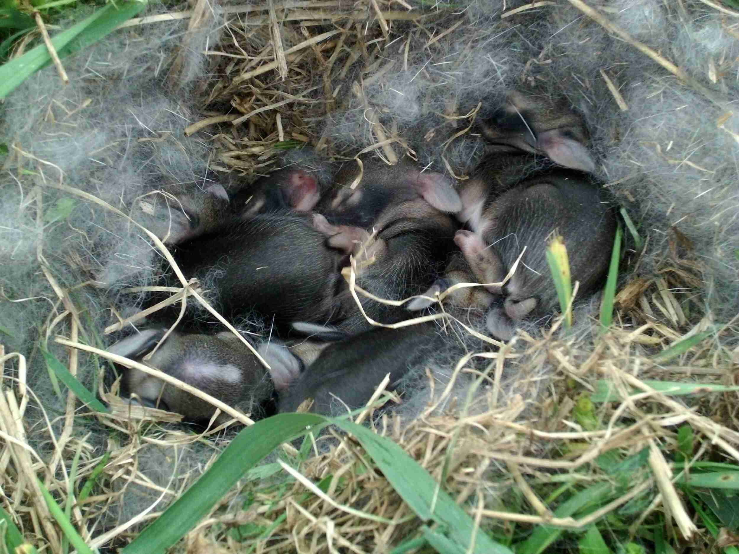 What Are the Best Places for Rabbits to Live In My Yard ...