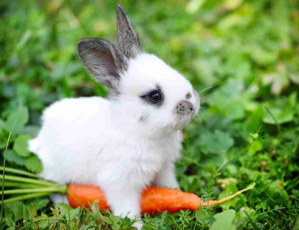 Can the Tri-Color Dutch Rabbit Breed Make You a Proud Pet Owner ...