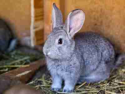 Red Pet Rabbit Can the New Zealand Red Rabbit Breed Survive? - BackyardBunnyNews