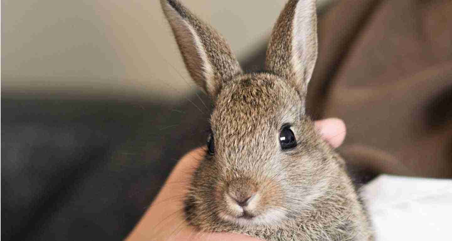 Livingston County Rabbit Breeders Show - BackyardBunnyNews