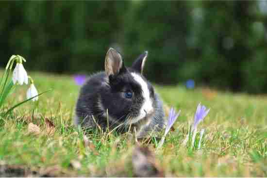 Is the Dwarf Hotot Rabbit the Perfect Pet? - BackyardBunnyNews