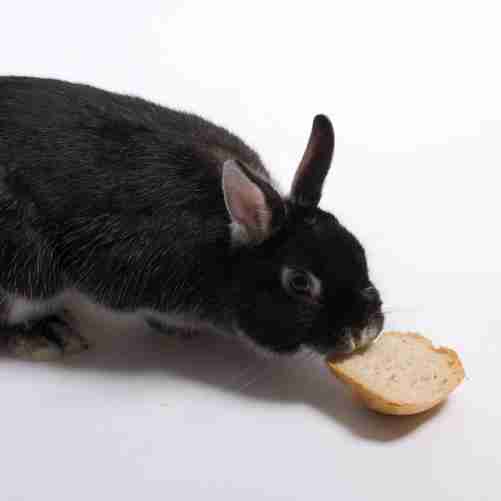 Are There Saxon Gold and Sachsengold Rabbit Breeds? - BackyardBunnyNews