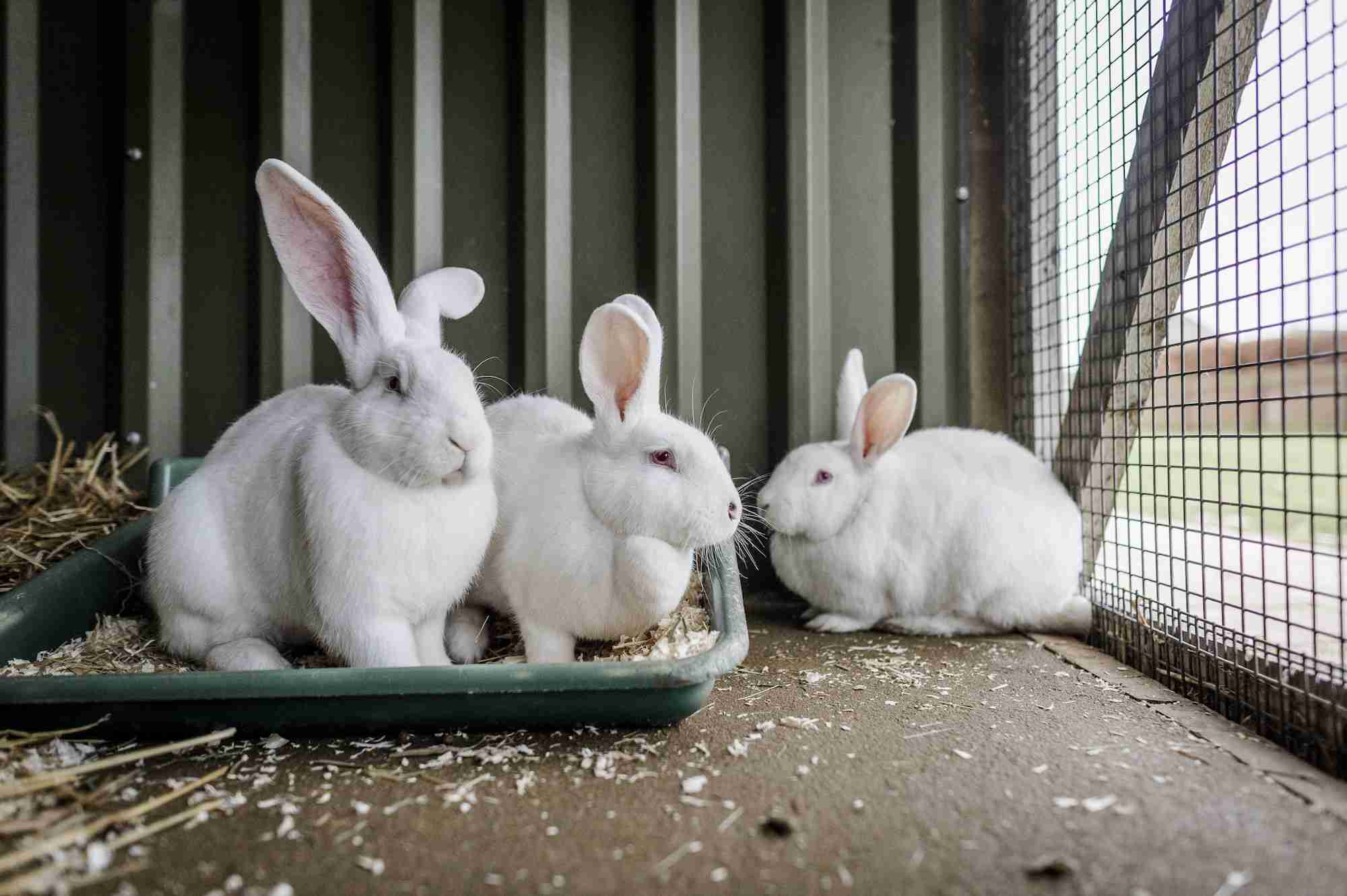 Can You Win Big At the Clay County Double Youth Rabbit Show ...