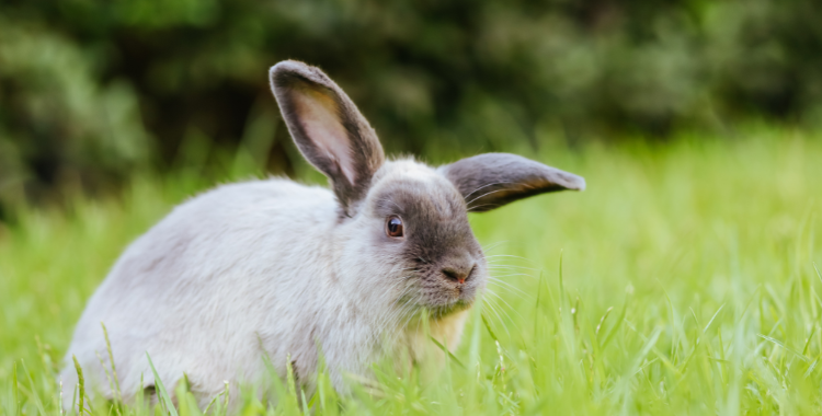 Can the Tri-Color Dutch Rabbit Breed Make You a Proud Pet Owner ...