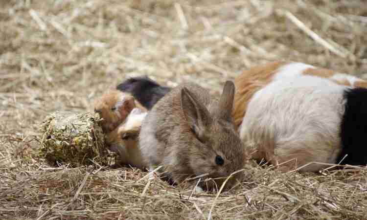Can You Catch Rabbits In Your Backyard? - BackyardBunnyNews