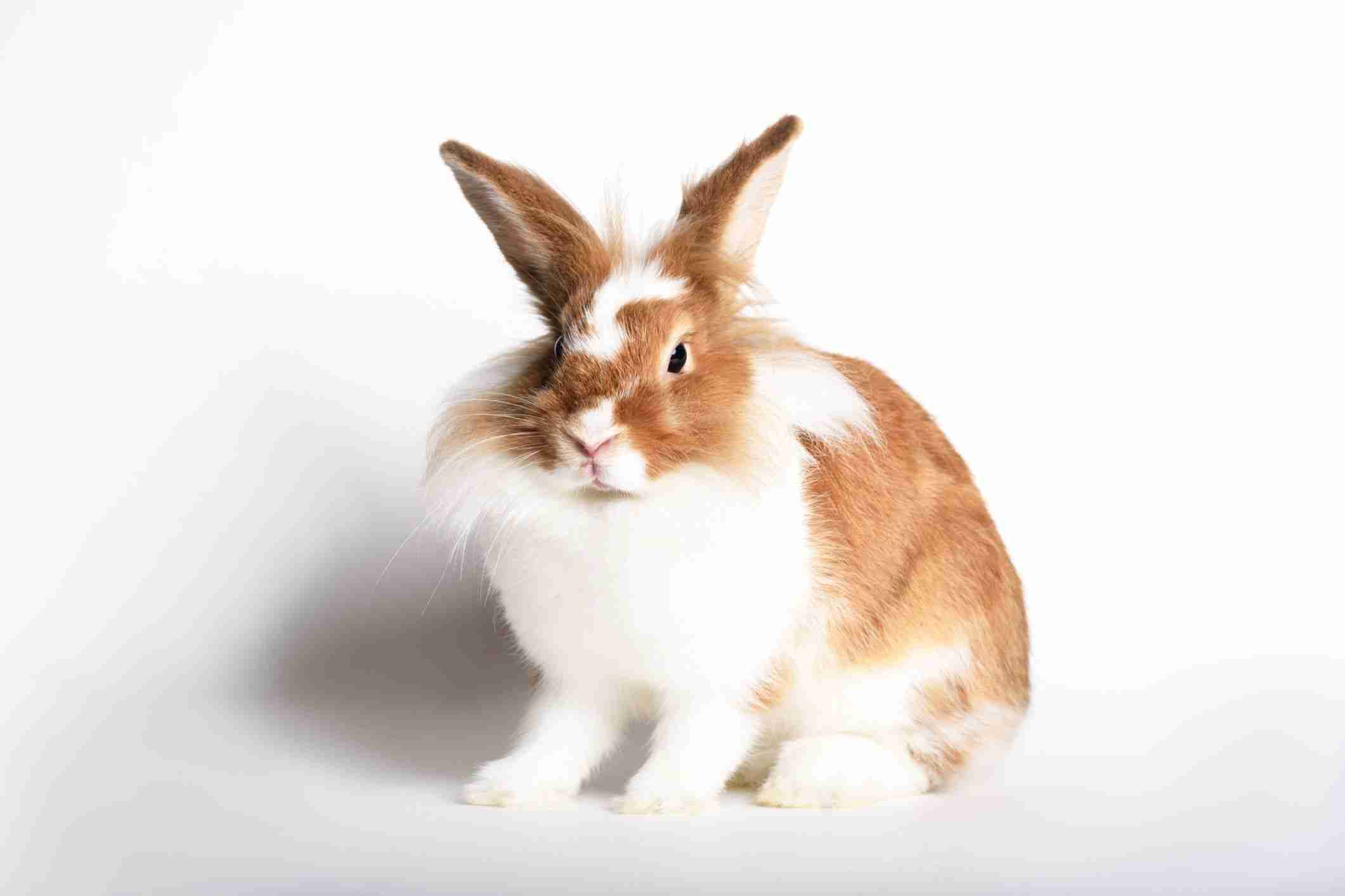 Danimals Rabbit Are Your Backyard Rabbits Happy and Healthy? - BackyardBunnyNews