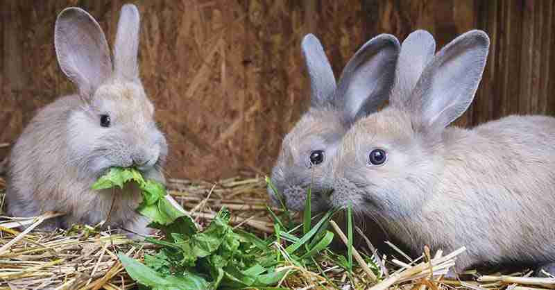 Interbred Rabbits Can Wild Cottontails and Domestic Rabbits Interbreed? - BackyardBunnyNews