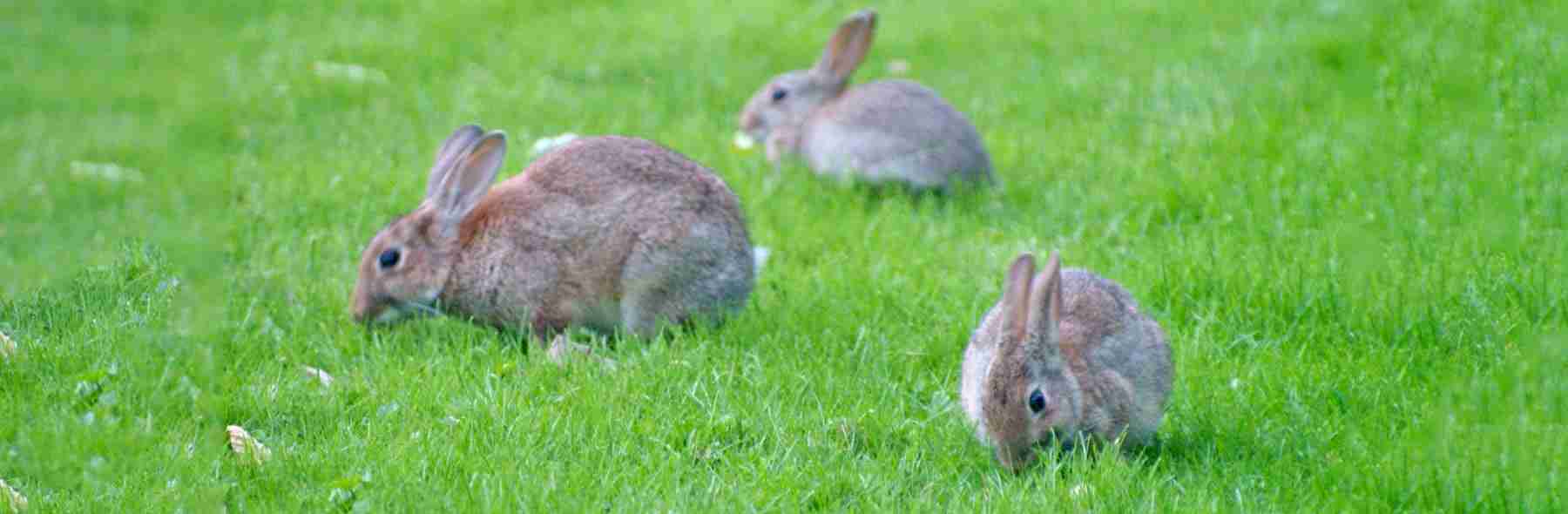 Baby Rhinelander Rabbits What Are the Different Rabbit Breeds? - BackyardBunnyNews