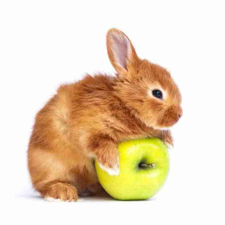 Cashmere Rabits Is There A Mini Cashmere Lop Rabbit Breed? - BackyardBunnyNews