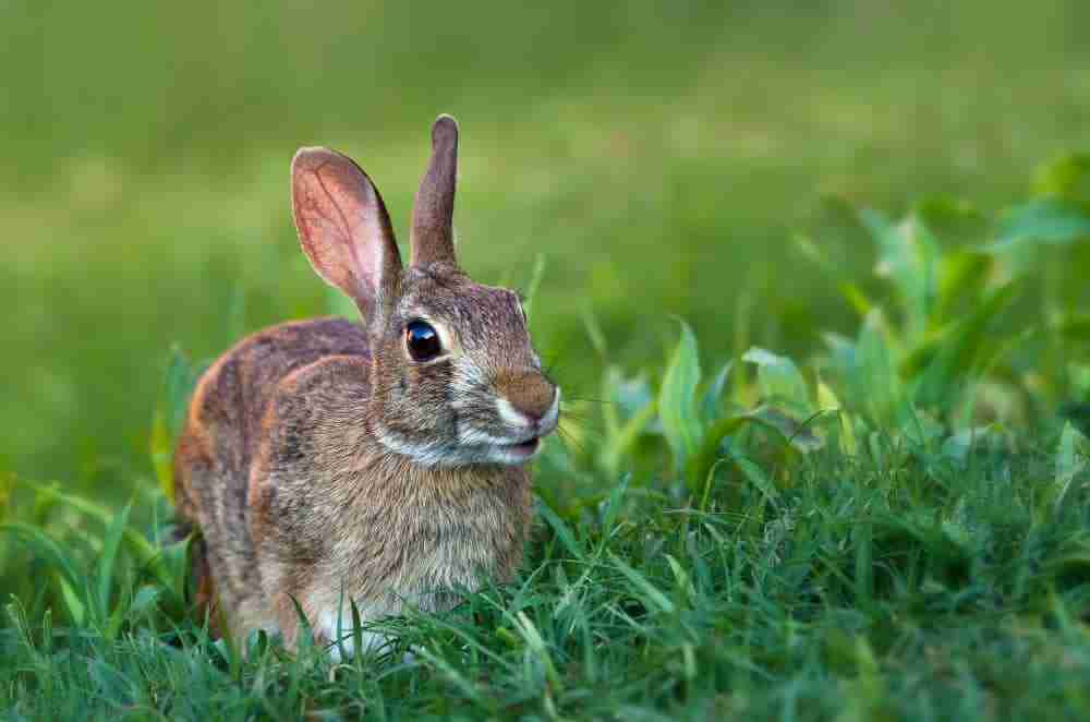 Can You Spot the Difference with the Palomino Rabbit Breed ...