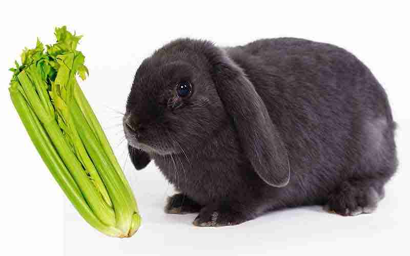Can the Beveren Rabbit Breed Make a Good Pet? - BackyardBunnyNews