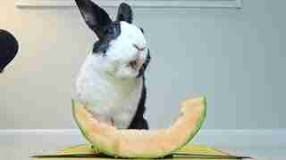 Pepper Rabbit Animal Can You Uncover the Mystery Of the Smoke Pearl Rabbit Breed ...