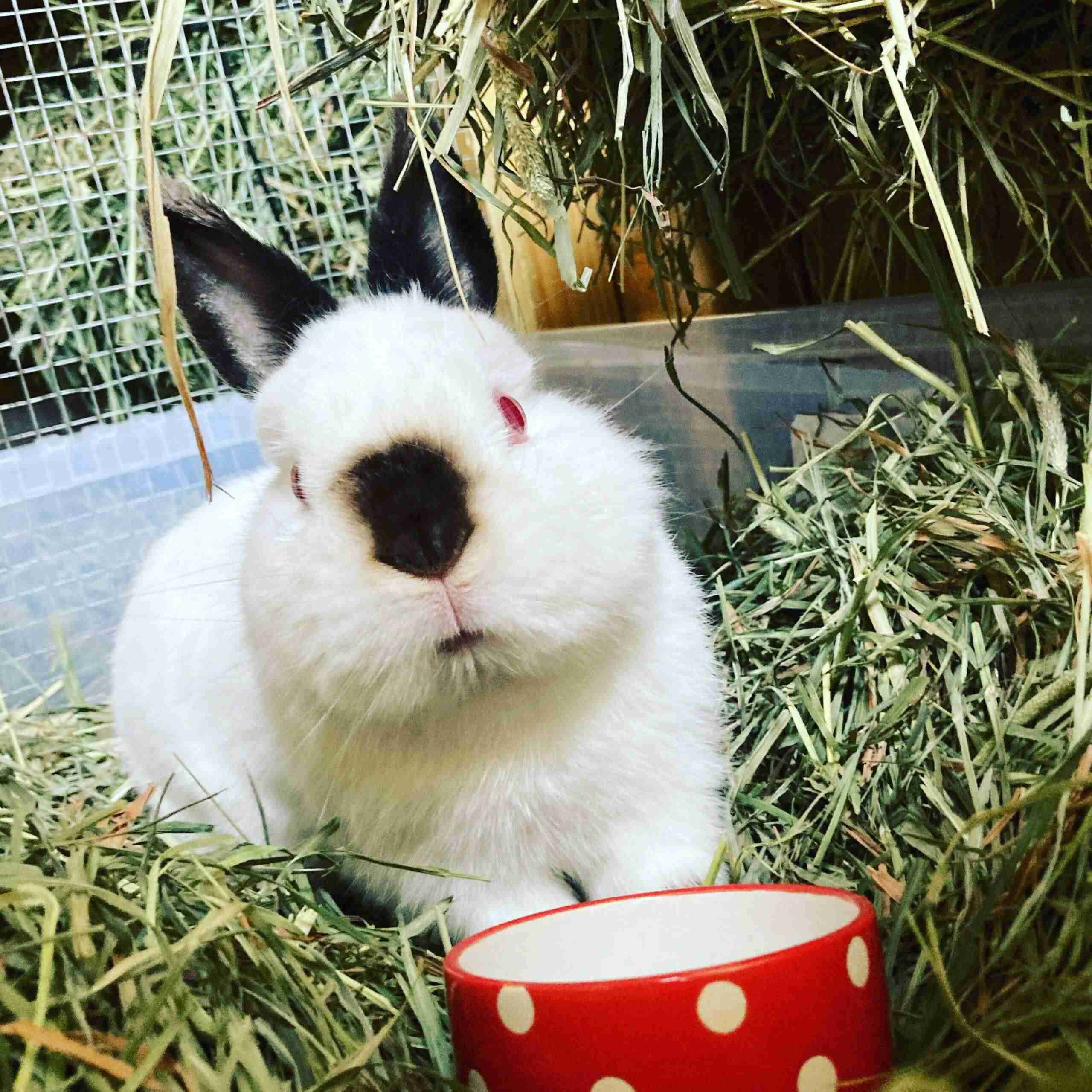 Picture of Can Rabbits Really Enjoy Eating Grain? - BackyardBunnyNews