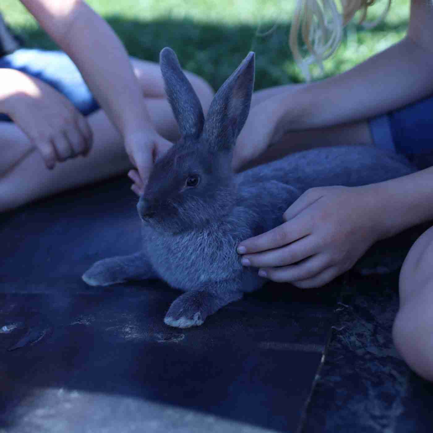 Trendmaster Rabbits Can the Trendy Rabbit Breed Survive? - BackyardBunnyNews