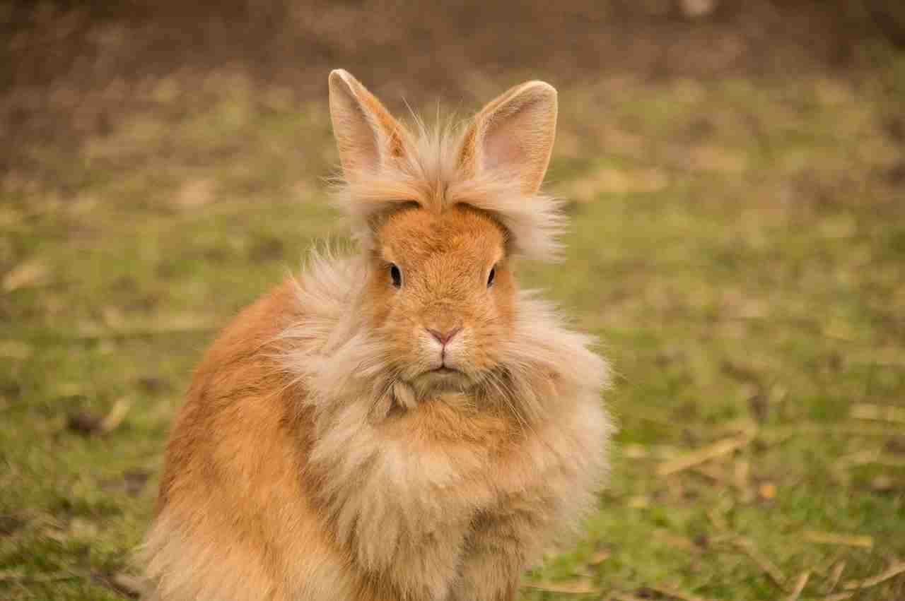 How Has the National Lop Rabbit Club Of America Impacted Its Sister ...