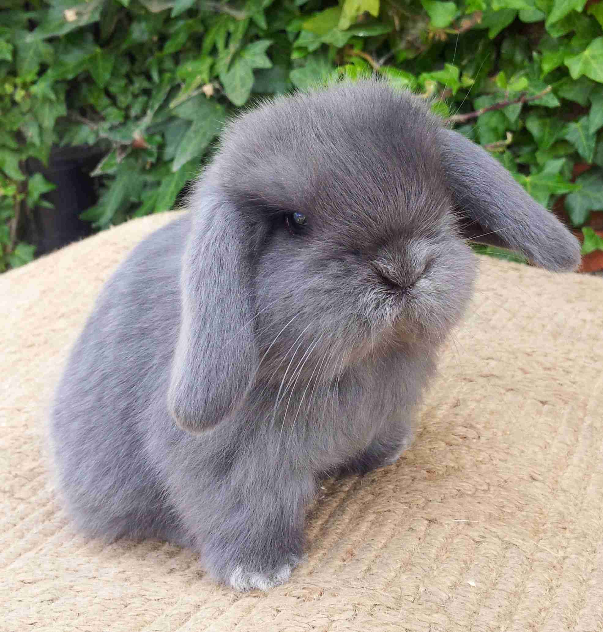Can an American Fuzzy Lop Rabbit Make a Good Pet? - BackyardBunnyNews