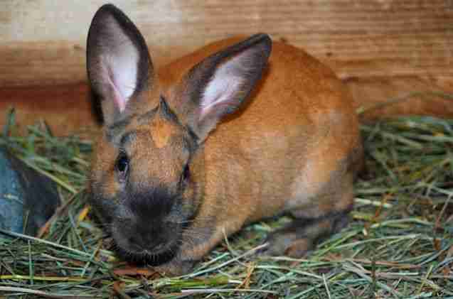 What Is the Czech Rabbit Breed? - BackyardBunnyNews