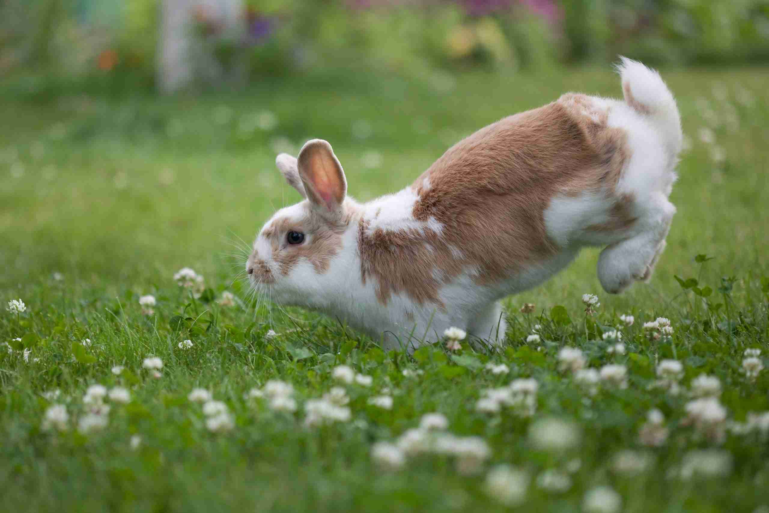 Smoke Point Rabbit Can You Tame the Smoke Pearl Rabbit Breed? - BackyardBunnyNews