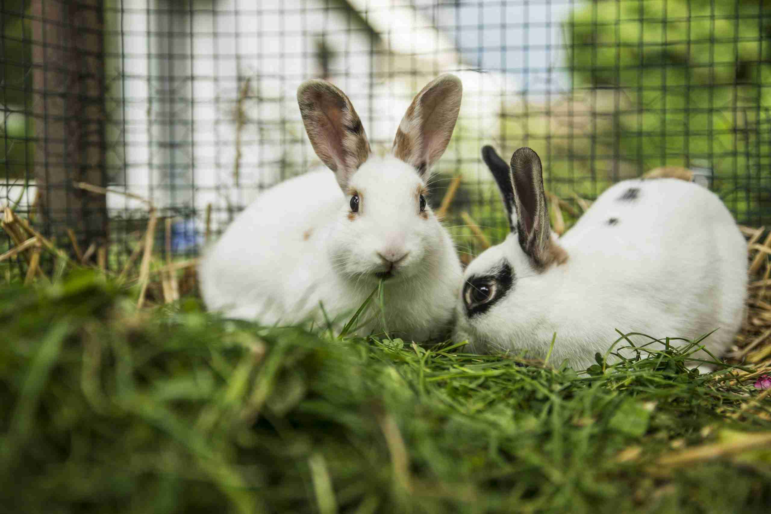 Can Vienna White and Beveren Blue Rabbits Coexist? - BackyardBunnyNews