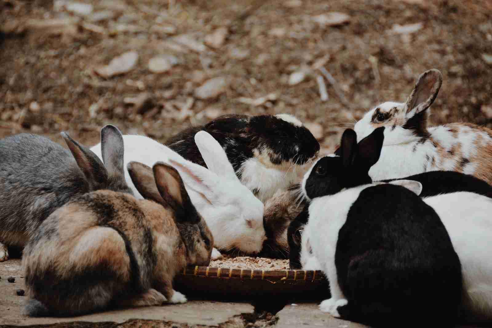 Lindol Rabbits Can the Mini Lion Lop Rabbit Be Your Perfect Pet? - BackyardBunnyNews