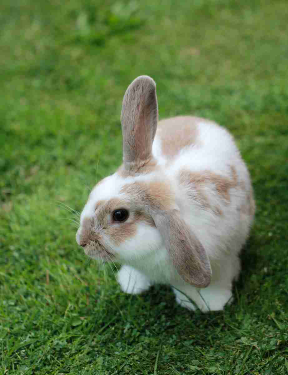 Russ Rabbits Can Russian Rabbit Breeds Make Great Pets? - BackyardBunnyNews