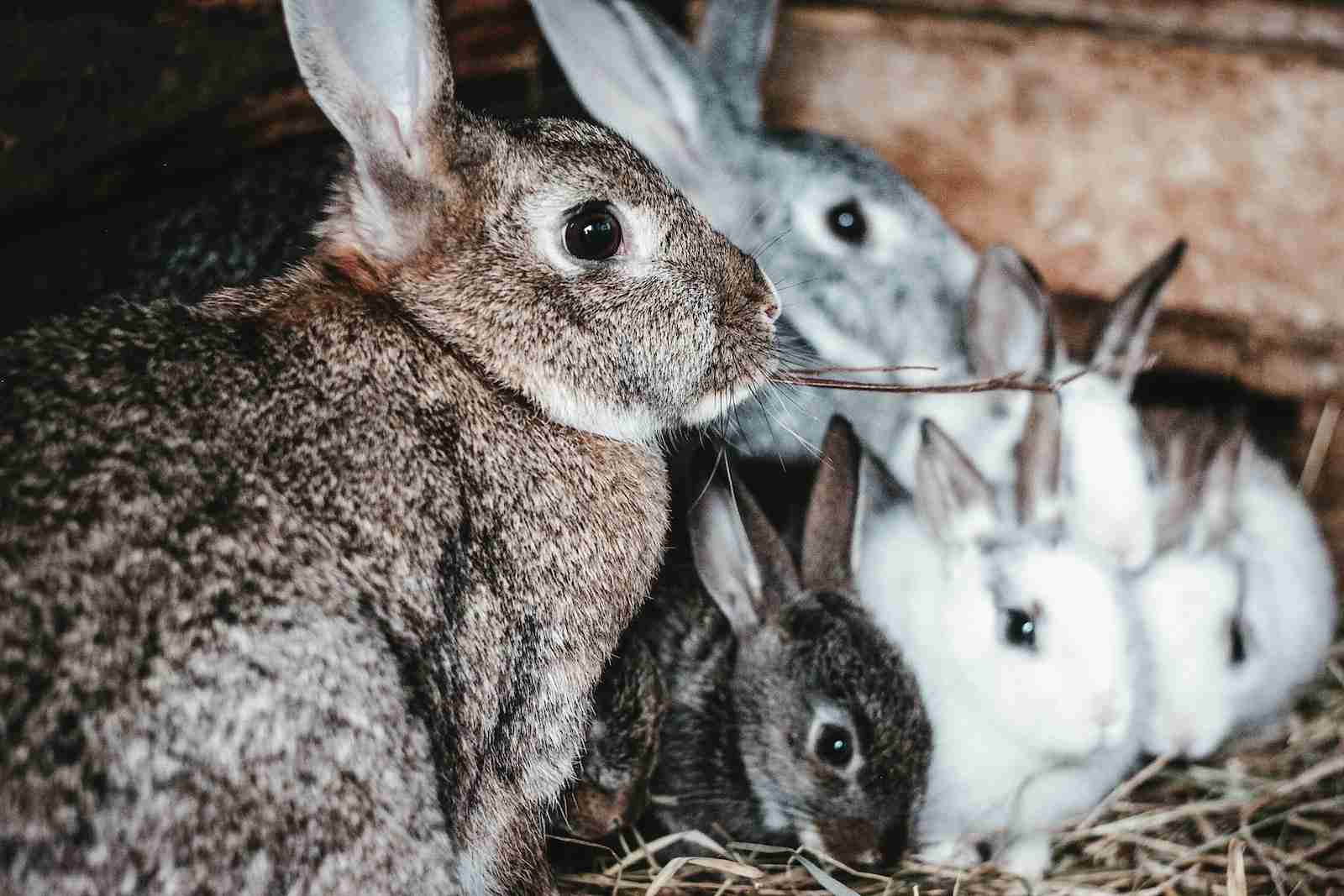 Can the Harlequin Rex Rabbit Breed Survive? - BackyardBunnyNews
