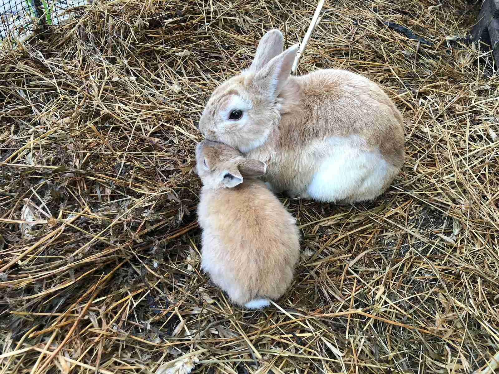 What Are the Different Breeds Of Dalmatian Rabbits? - BackyardBunnyNews