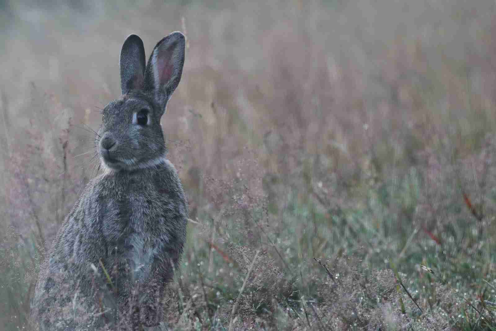 Can You Live Harmoniously with a Thrianta Rabbit? - BackyardBunnyNews
