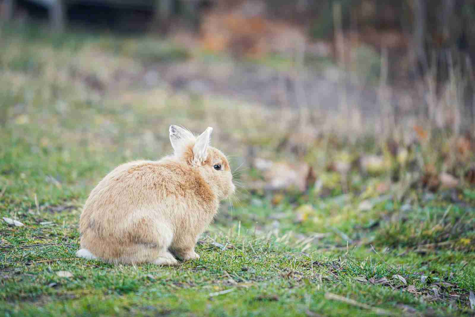 Colorado Palillon Rabbit Can Giant Papillon Rabbits Make the Perfect Pet? - BackyardBunnyNews