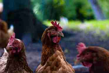 Can You Have Chickens In a Small Backyard? - BackyardChickenNews
