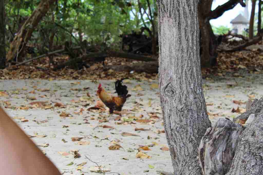 Can You Have Chickens In Your Backyard? - BackyardChickenNews