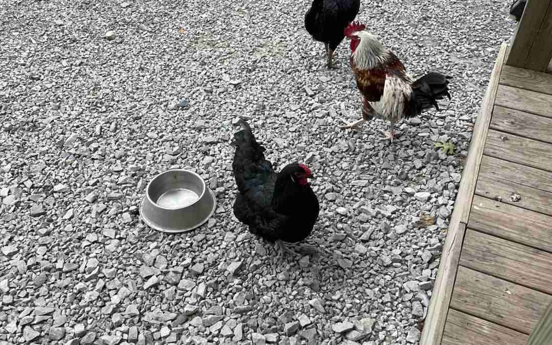 Are Your Backyard Chickens Getting the Right Vaccines ...