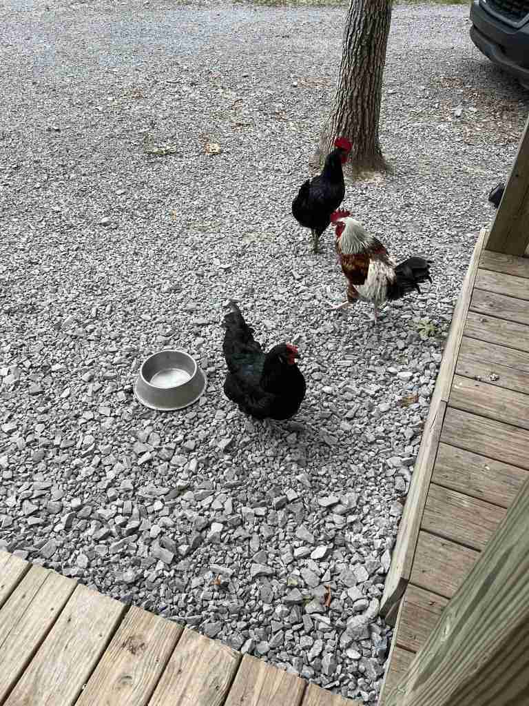 Image showcasing Are Your Backyard Chickens Getting the Right Vaccines ...