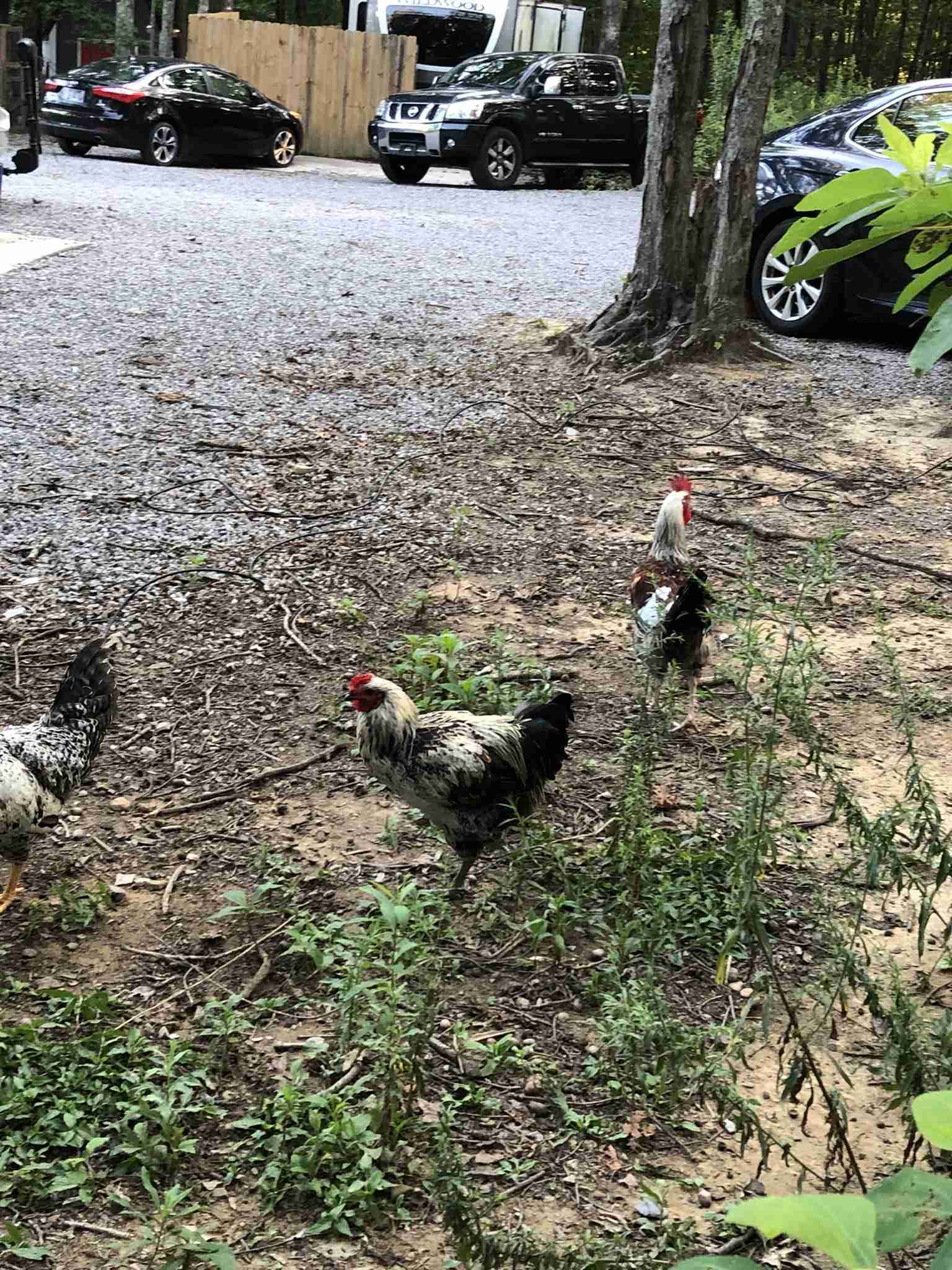 Beautiful view of Free Range Backyard Chicken Tour