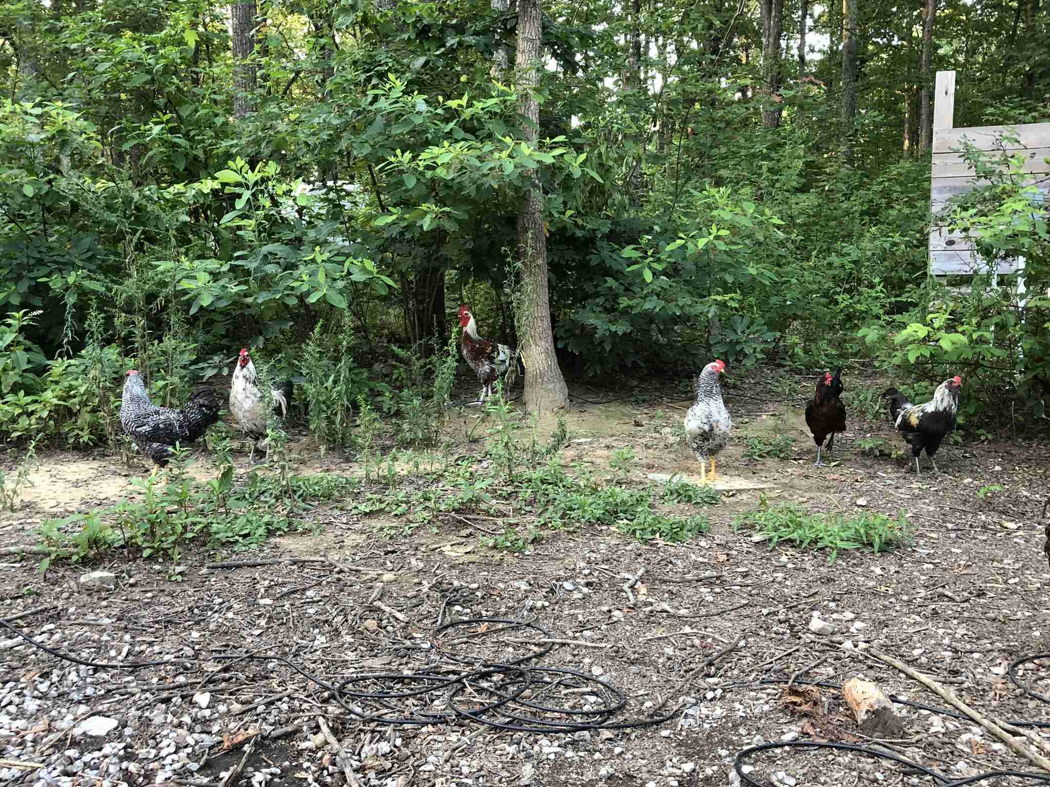 Beautiful view of Low Freezer Space Backyard Chickens For Eggs