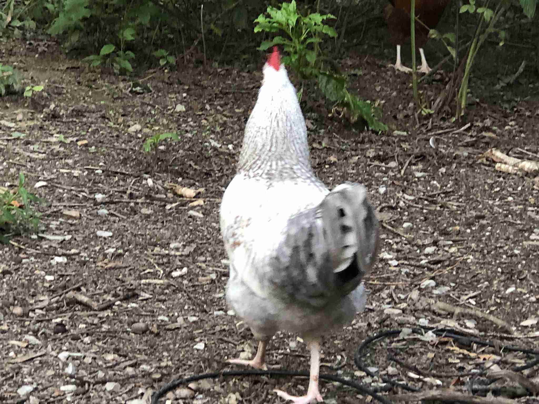 Do Chickens Thrive Best on Grass? - BackyardChickenNews