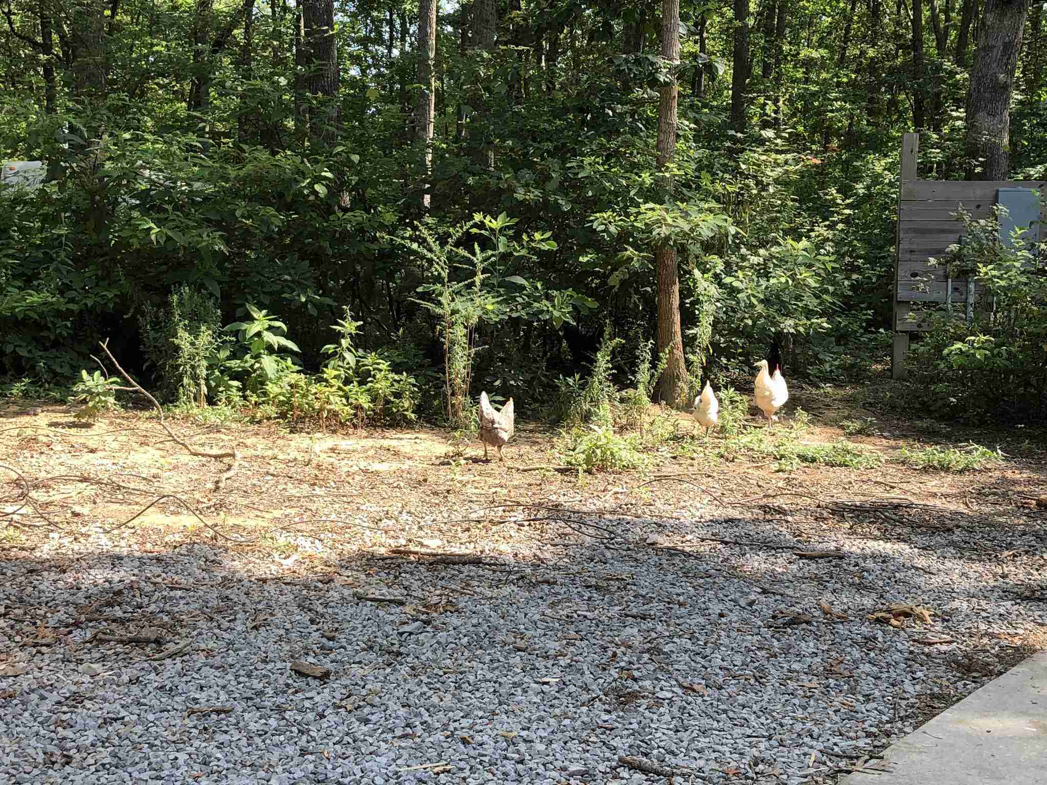 What Are the Effects Of Tapeworms on Chickens? - BackyardChickenNews