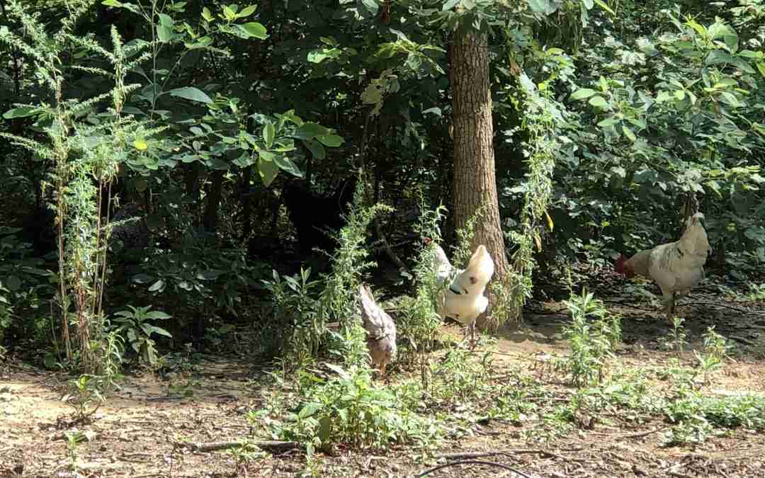How Can You Keep Your Backyard Chickens Healthy and Happy ...